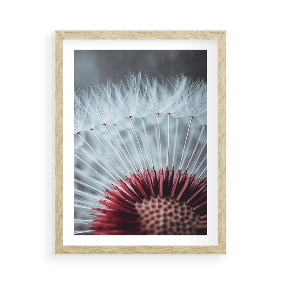 Plakat w ramie 50x70 - Dmuchawiec w Detalu - dmuchawiec, zdjęcie makro - rama drewno