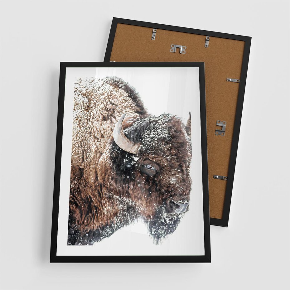 Plakat w ramie 50x70 - Obraz Dzikiej Przyrody w Śnieżnym Otoczeniu - żubr, śnieg - rama czarna