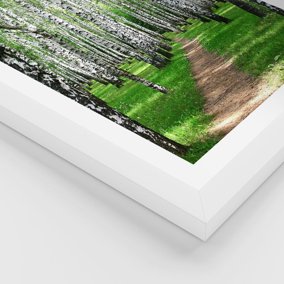 Plakat w ramie 30x40 - Bajkowy las pełen brzóz - las, brzozy - rama biała