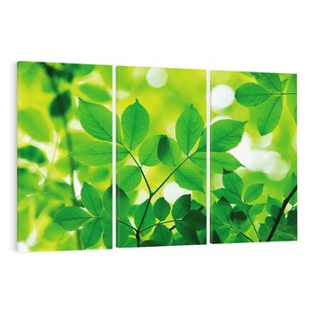 Obraz na płótnie 120x80 - Magia liści - liście, drzewo