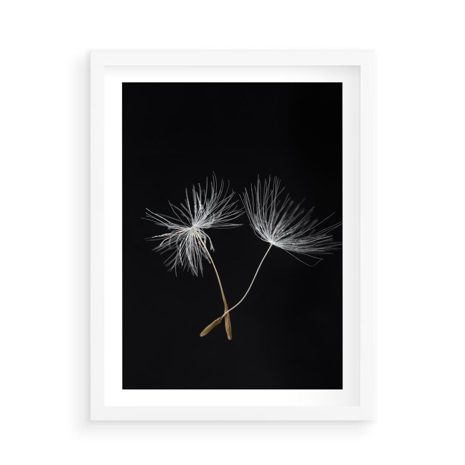 Plakat w ramie 50x70 - Delikatność Wiatru - dmuchawce, makro - rama biała
