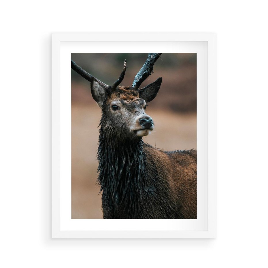 Plakat w ramie 40x50 - Spokojny jeleń - jeleń, las - rama biała