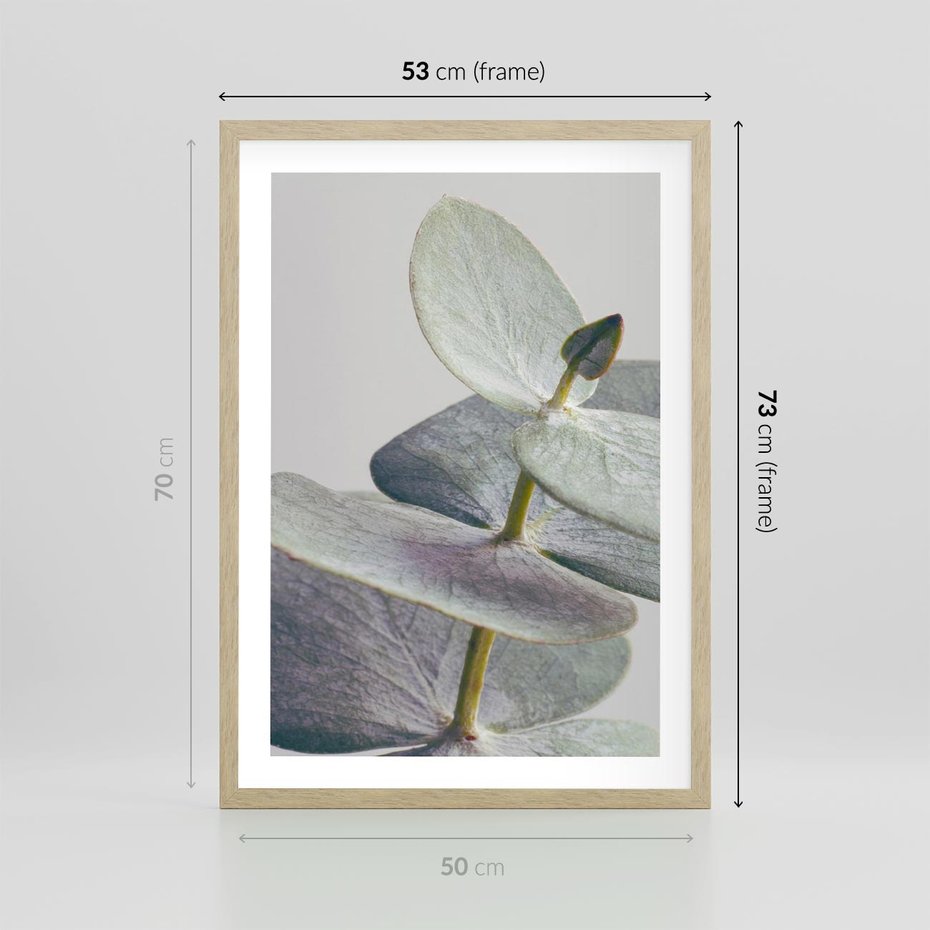 Plakat w ramie 50x70 - Zbliżenie Liści Eukaliptusa - eukaliptus, zbliżenie - rama drewno
