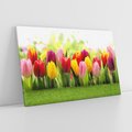 Obraz na płótnie 120x80 - delikatność kwiatowego świata - tulipany, kwiaty