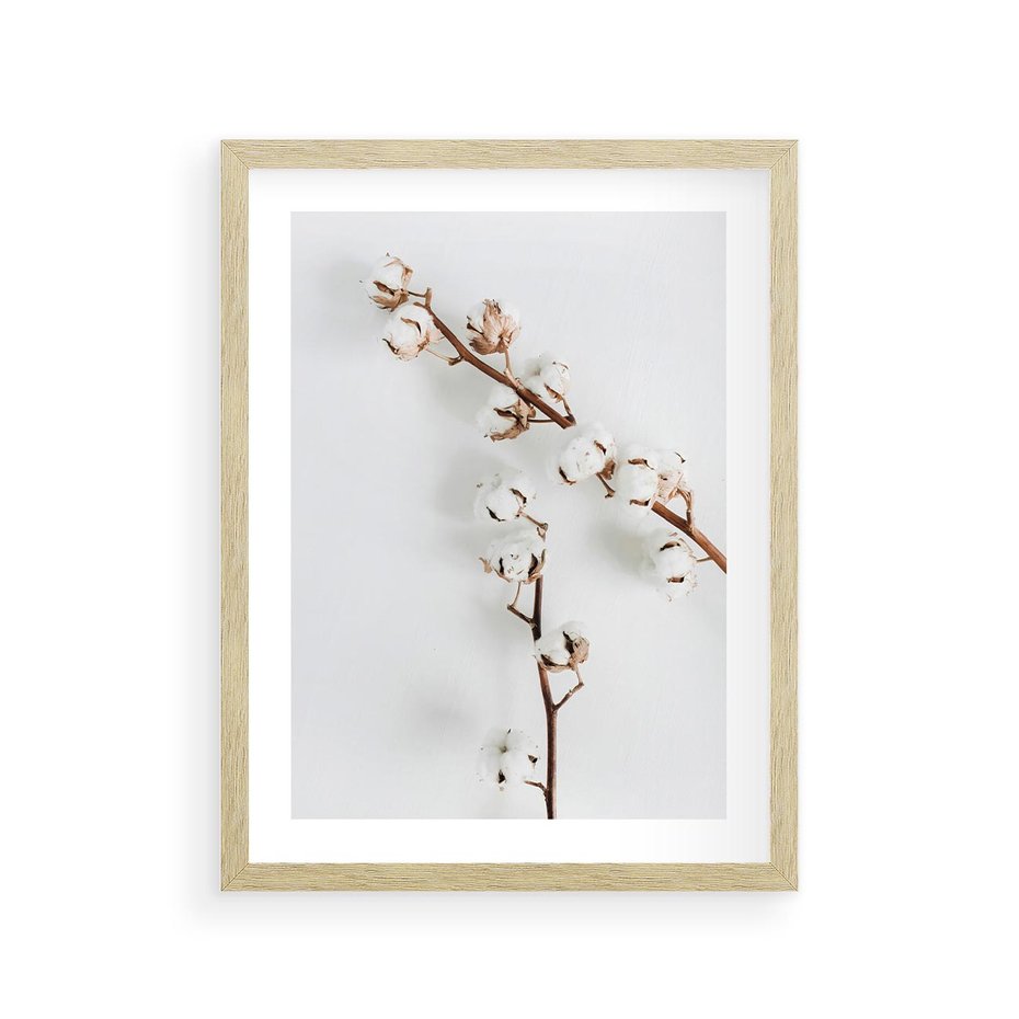 Plakat w ramie 30x40 - Gałęzie Bawełny na Białym Tle - gałęzie bawełny na białym tle, minimalizm - rama drewno