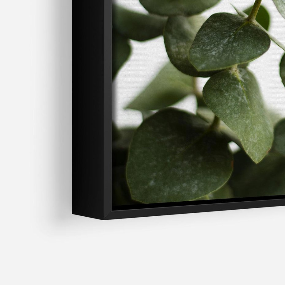 Obraz w ramie 50x50 - Zielone eukaliptusy - eukaliptus, liście - rama czarna