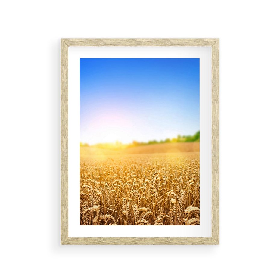Plakat w ramie 30x40 - Żyzne Pola - pole, pszenicy - rama drewno