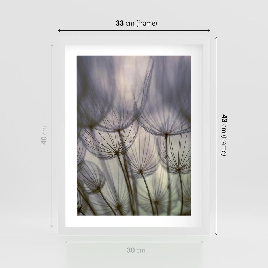 Plakat w ramie 30x40 - Makro dmuchawiec - piękno drobnych detali - dmuchawce, makro - rama biała