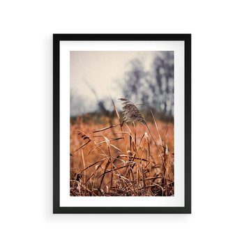 Plakat w ramie 50x70 - Jesienna Melancholia - suche trawy, jesień - rama czarna