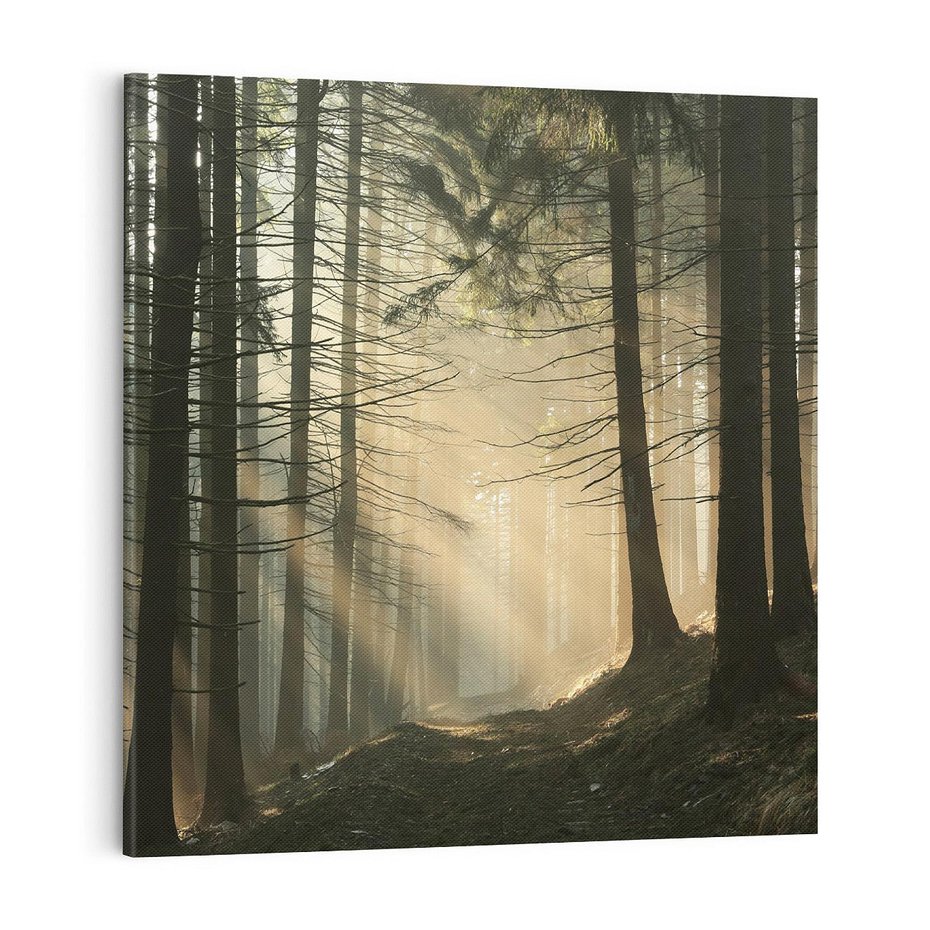 Obraz na płótnie 70x70 - Urok lasu: drzewa w pełnej okazałości - las, drzewa