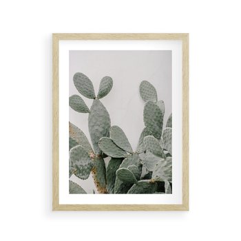 Plakat w ramie 50x70 - Imponujący Kaktus - duży kaktus, opuncja - rama drewno