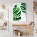 Obraz w ramie 70x100 - Monstera - Liście Kwiaty - monstera, liście - rama biała