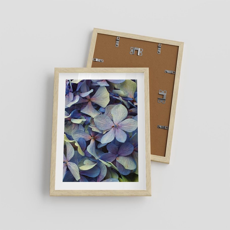 Plakat w ramie 30x40 - Hortensja - delikatność kwiatów - hortensja, kwiaty - rama drewno