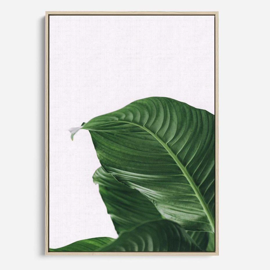 Obraz w ramie 70x100 - Zielone liście monstery - liście, monstera - rama drewno