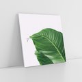 Obraz na płótnie 60x60 - Zielone liście monstery - liście, monstera