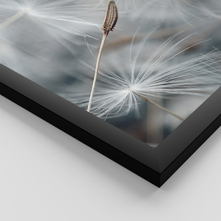 Zestaw obrazy w ramie 30x40 galeria - Dmuchawce, makro, natura, kwiaty - rama czarna