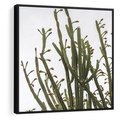Obraz w ramie 50x50 - Ekskluzywna Roślinność - kaktusy, liście - rama czarna