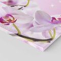 Obraz na płótnie 70x50 - Relaksujące Piękno - kwiaty, orchidea