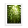 Plakat w ramie 50x70 - Siła Natury - drzewa, las - rama biała