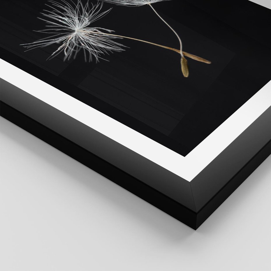 Plakat w ramie 50x70 - Delikatność Wiatru - dmuchawce, makro - rama czarna