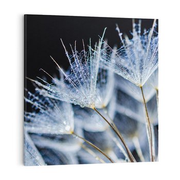 Obraz na płótnie 50x50 - Makro piękno dmuchawców - makro, dmuchawce