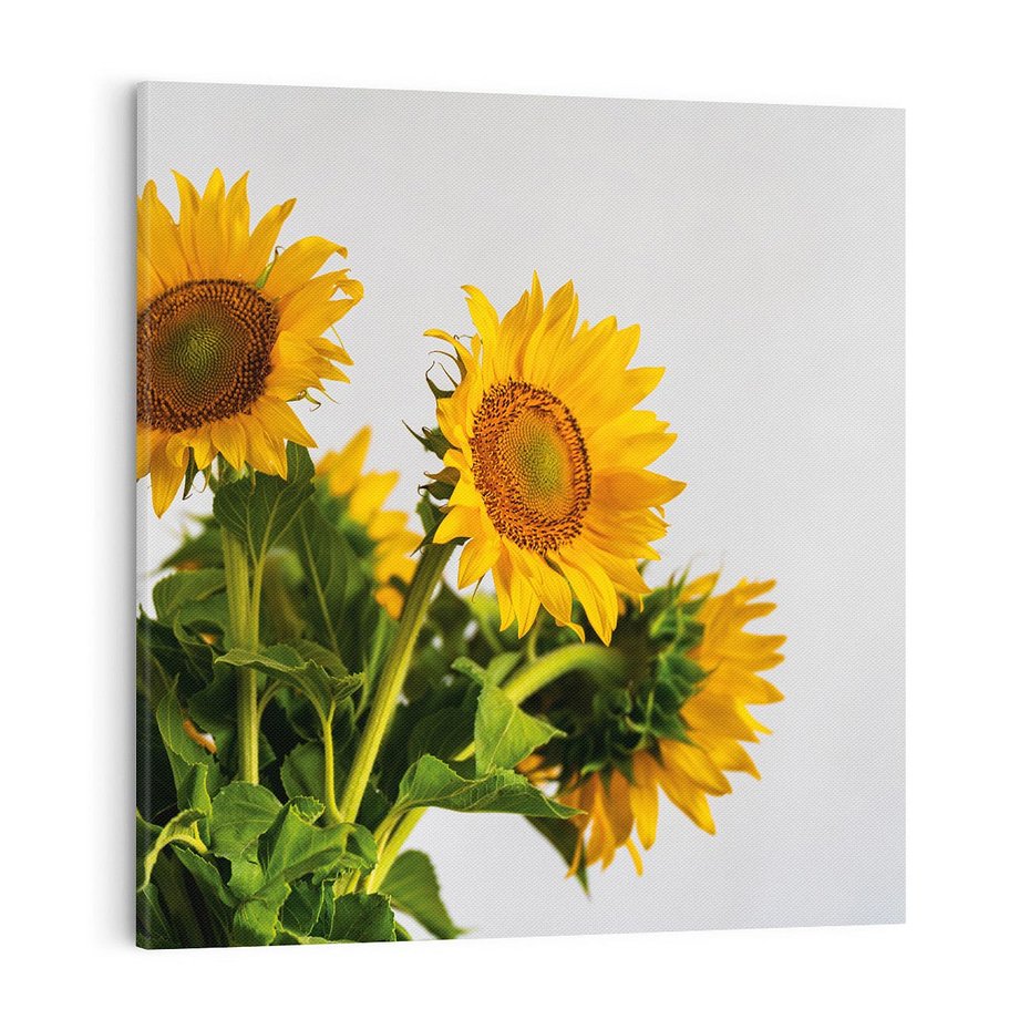 Obraz na płótnie 80x80 - Słoneczna Radość - fotografia, żółte słoneczniki