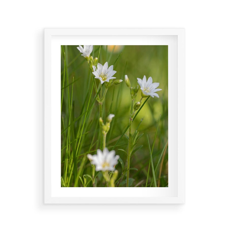Plakat w ramie 40x50 - Kolorowa łąka - stokrotki, łąka - rama biała