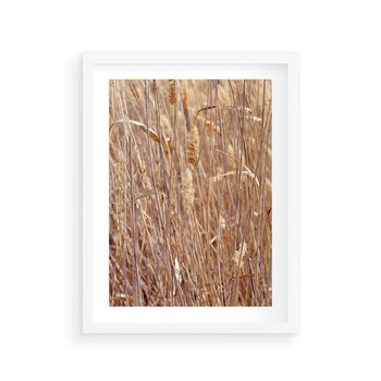 Plakat w ramie 40x50 - Mistrzowskie suche trawy - suche, trawy - rama biała