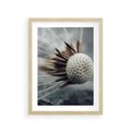 Plakat w ramie 30x40 - Makro Dmuchawiec - dmuchawiec, zbliżenie - rama drewno