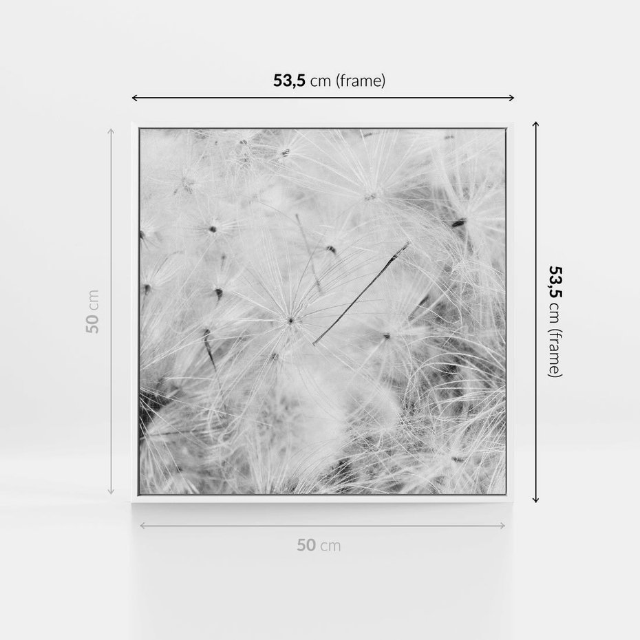 Obraz w ramie 50x50 - Zdmuchnięty Puch - dmuchawce, delikatne - rama biała