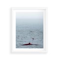 Plakat w ramie 40x50 - Spotkanie z Orką - morze, ocean - rama biała