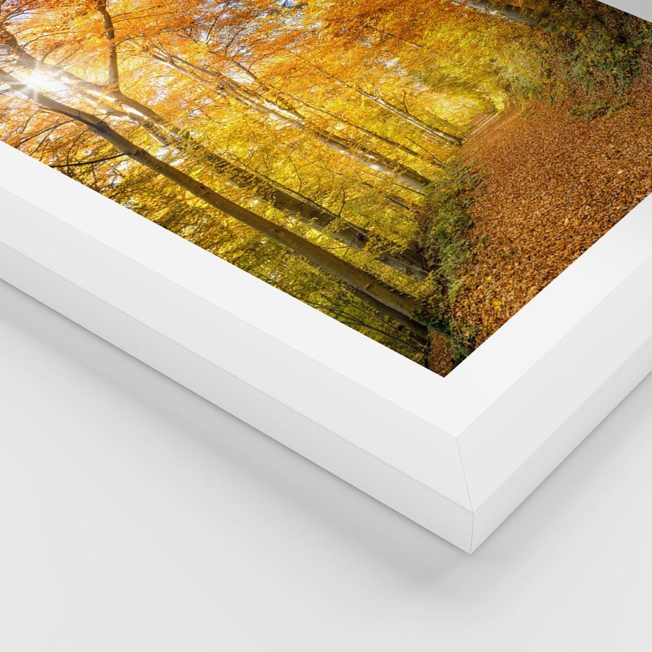 Plakat w ramie 40x50 - Złote barwy jesiennego lasu - las, jesień - rama biała