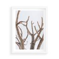 Plakat w ramie 50x70 - Pustynna Harmonia Gałęzi - pustynna roślina, suche gałęzie - rama biała
