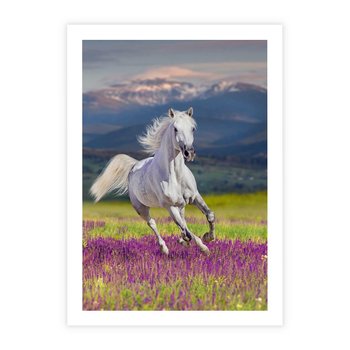 Plakat bez ramy 30x40 - Koń Góry: Spotkanie z Wielką Przyrodą - koń, góry