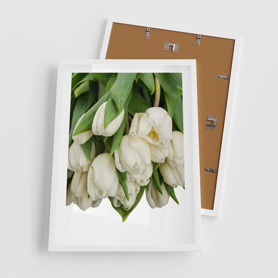 Plakat w ramie 50x70 - Białe tulipany w pełnym rozkwicie - białe, tulipany - rama biała