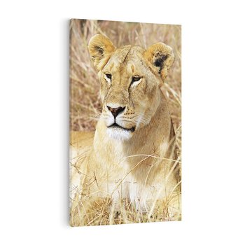 Obraz na płótnie 70x100 - Potęga lwów w Afryce - lew, lwica