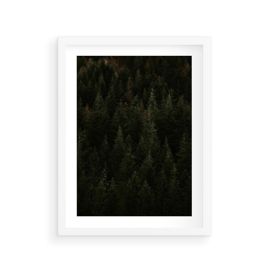 Plakat w ramie 30x40 - Ciemny las iglasty - las, iglasty - rama biała