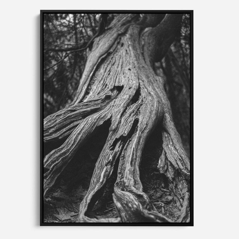 Obraz w ramie 70x100 - Siła Natury - czarno biała fotografia, korzenie wielkiego drzewa - rama czarna