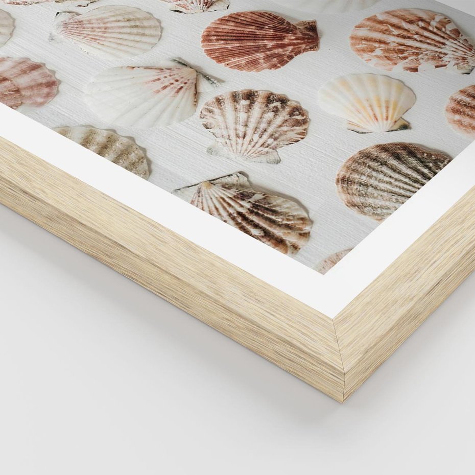 Plakat w ramie 50x70 - Morska Delikatność: Muszelki na Białym Tle - kompozycja, morskie muszelki na białym tle - rama drewno