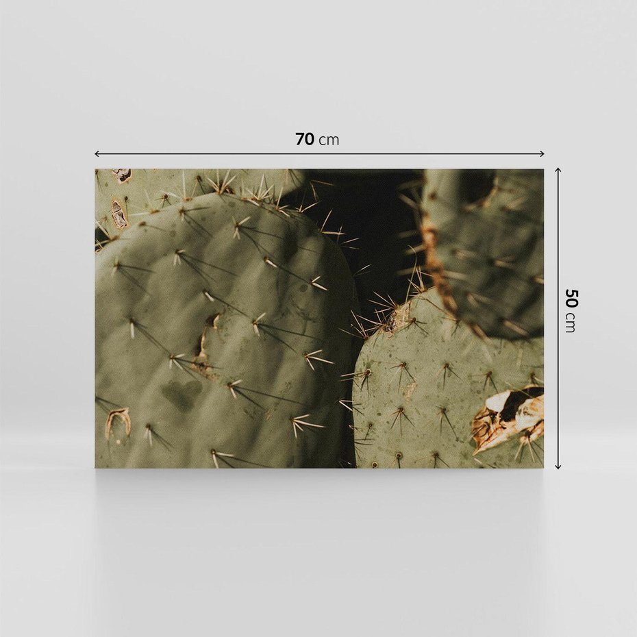 Obraz na płótnie 70x50 - Urok Egzotyki - kaktusy, boho
