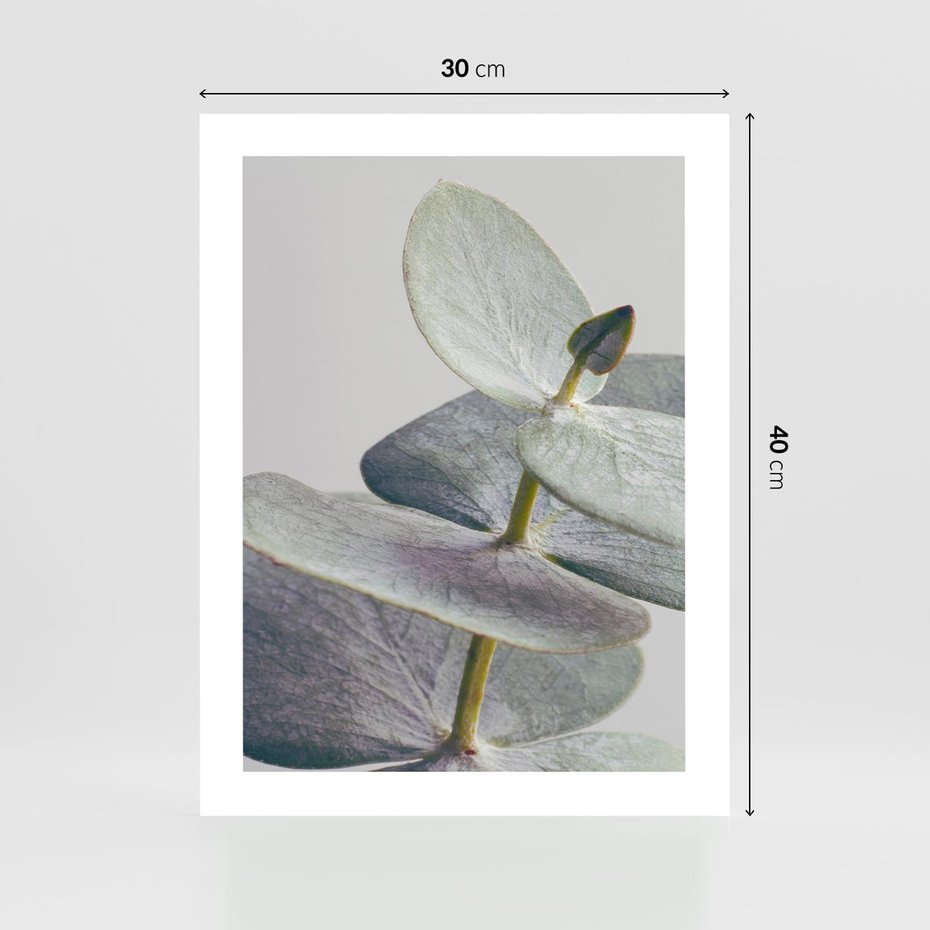 Plakat bez ramy 30x40 - Zbliżenie Liści Eukaliptusa - eukaliptus, zbliżenie