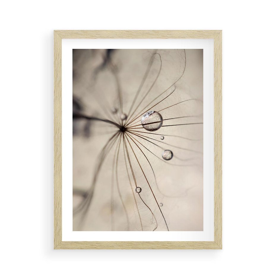 Plakat w ramie 50x70 - Makro Uroda: Kropla na Dmuchawcu - zbliżenie makro, kropla wody na ziarenku dmuchawca - rama drewno
