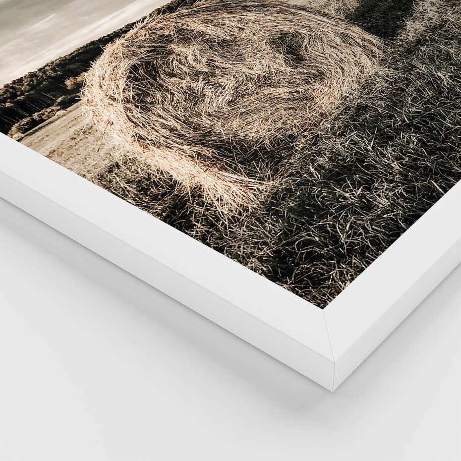 Zestaw obrazy w ramie 50x70 galeria - Bydło, USA, pole - rama biała