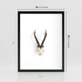 Plakat w ramie 30x40 - Minimalistyczne Poroże Jelenia - poroże jelenia na ścianie, minimalizm - rama czarna