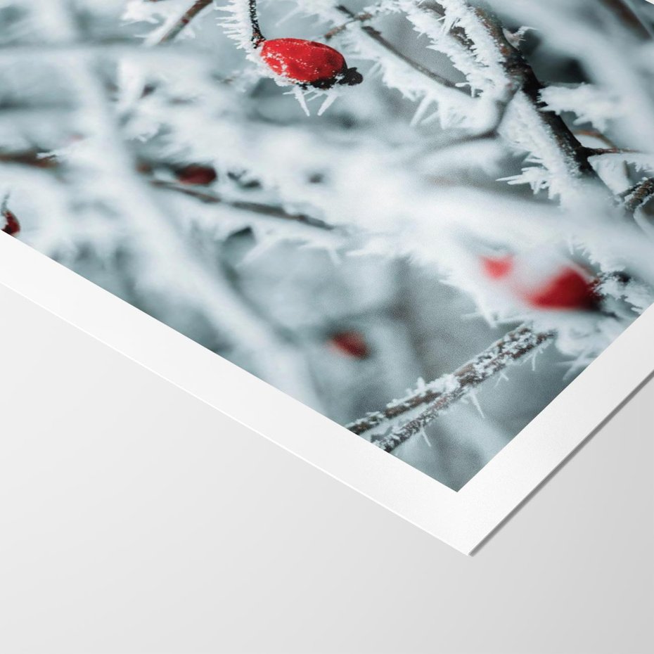 Plakat bez ramy 21x30 - Zima na Gałęziach - zima, oszronione gałęzie