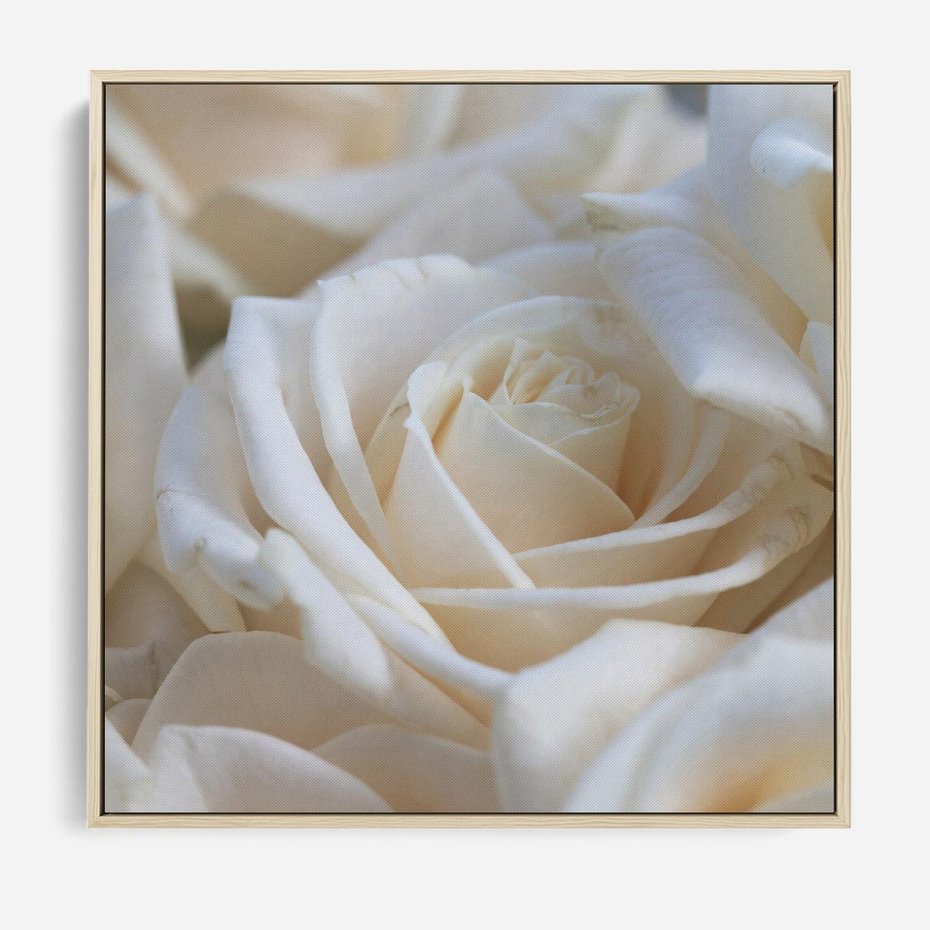 Obraz w ramie 80x80 - Białe róże piękności - białe, róże - rama drewno