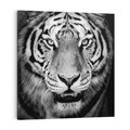 Obraz na płótnie 40x40 - Tygrys Czarno-Biały: Siła i Delikatność - tygrys, czarno
