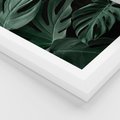 Plakat w ramie 50x70 - Zielone Liście Monstery w Dżungli - zielone liście monstery, dżungla - rama biała