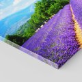 Obraz na płótnie 120x80 - Prowansalska Lawenda - lawenda, prowansja