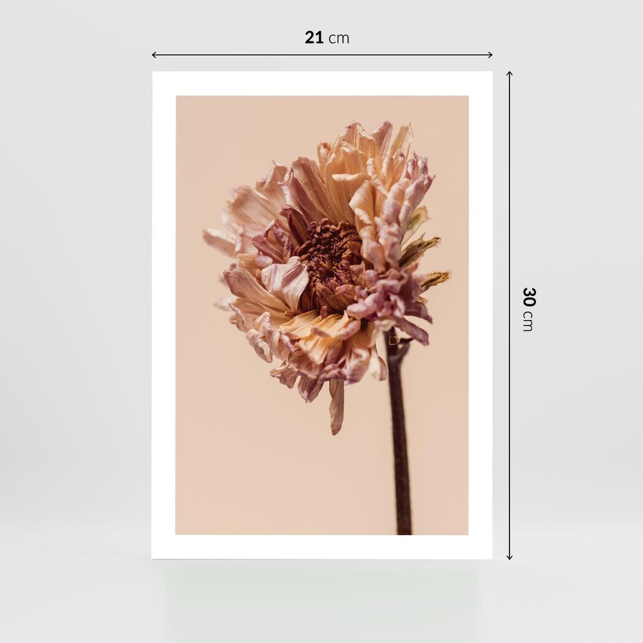 Plakat bez ramy 21x30 - Delikatne piękno - suche, kwiaty